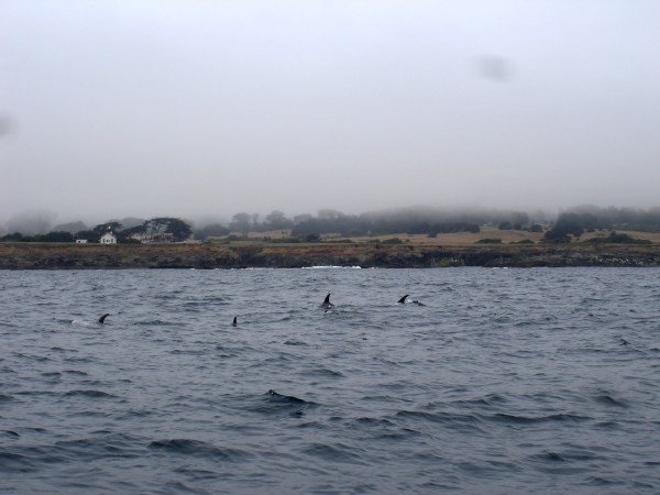 Risso Dolphins